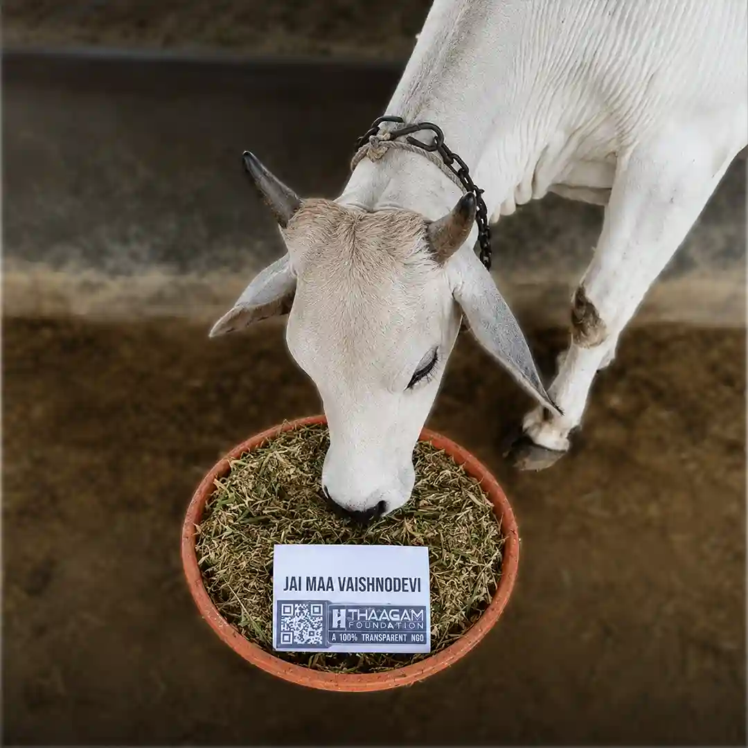 Cow Feeding