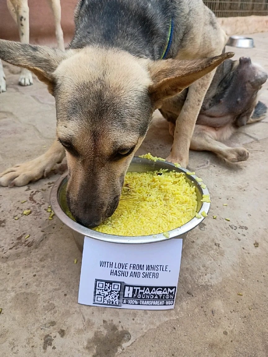 Feed a Stray Dog