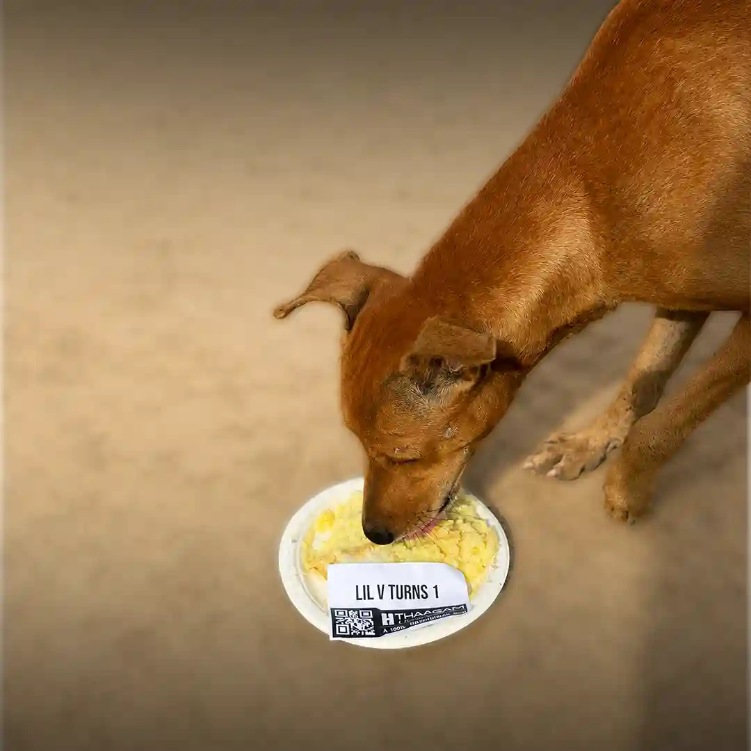Feed a Stray Dog