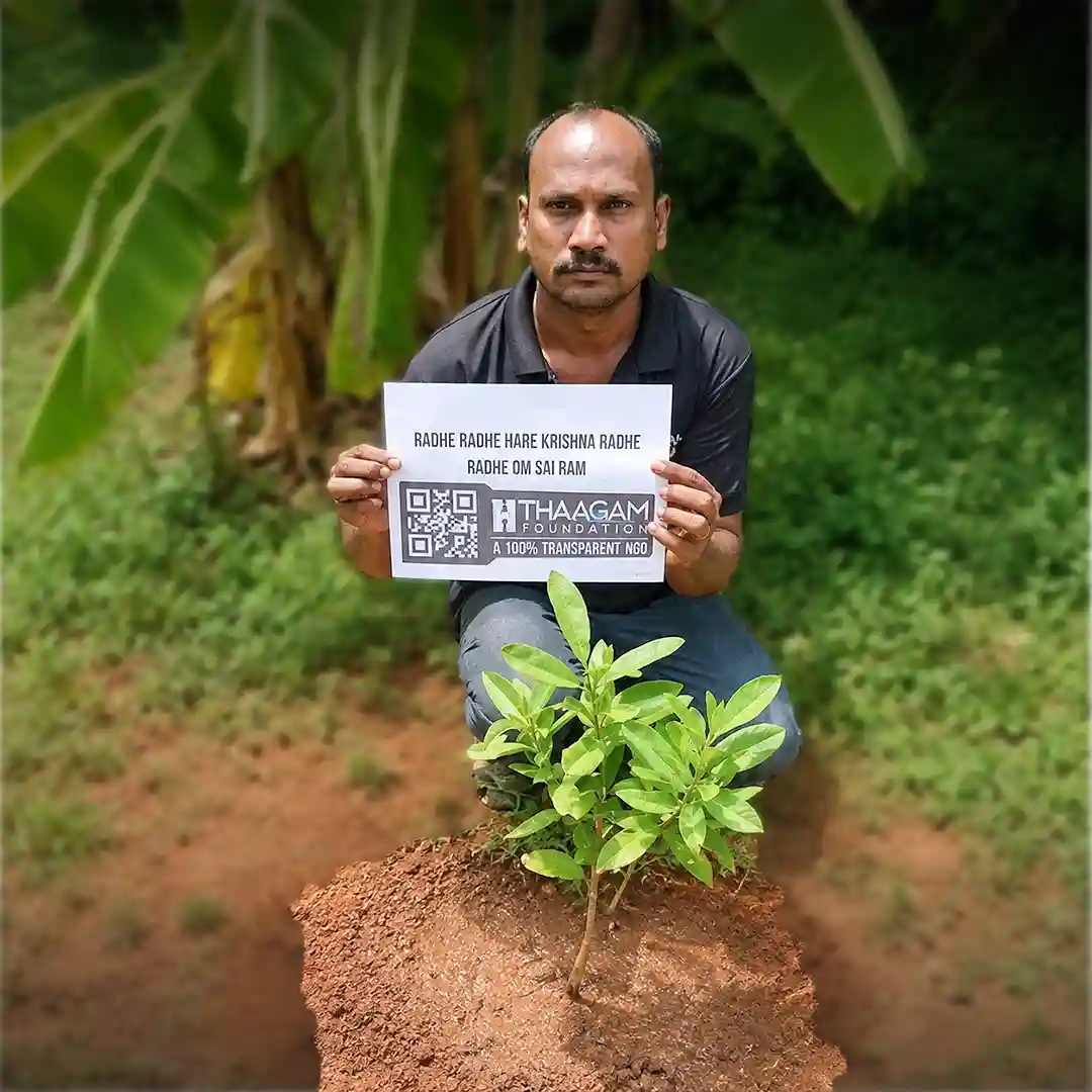 Plant a Tree